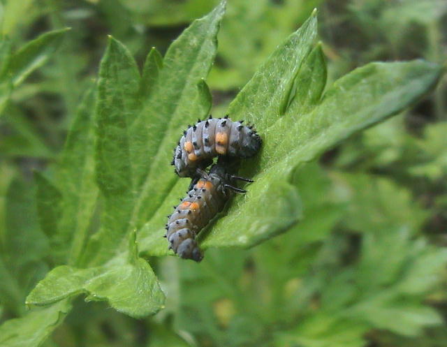 ナナホシテントウの幼虫