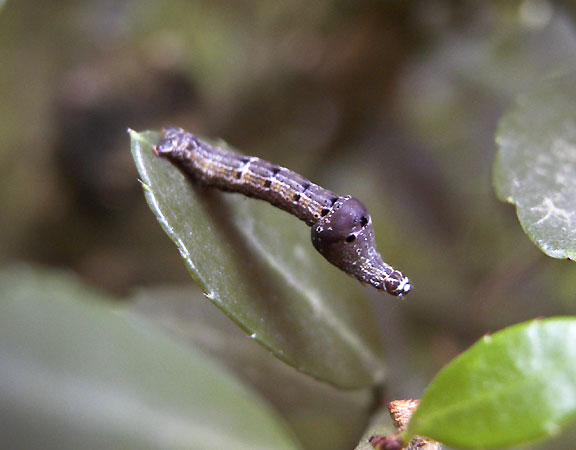 マエキオエダシャクの幼虫