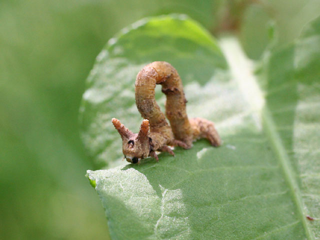 トビモンオオエダシャクの幼虫