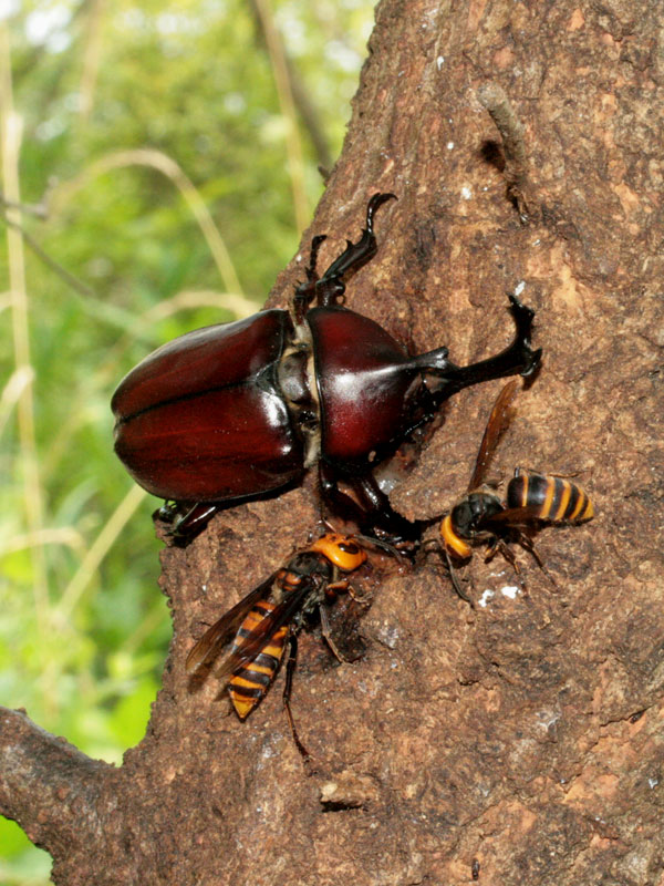 オオスズメバチといっしょにクヌギの樹液をなめるカブトムシのオス