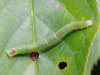 フタホシシロエダシャクの幼虫