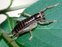 ハネナシコロギスの幼虫