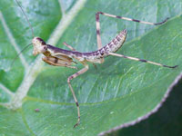 ハラビロカマキリの幼虫