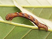 ハラゲチビエダシャクの幼虫