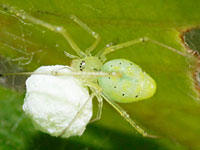 ホシミドリヒメグモ