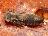 コシボソヤンマの幼虫