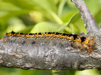クヌギカレハの幼虫