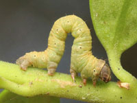 マエキトビエダシャクの幼虫
