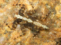 オオマダラカゲロウの幼虫