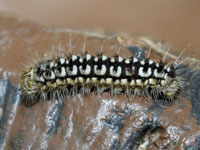 ルリイロスカシクロバの幼虫