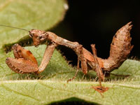 サツマヒメカマキリの幼虫
