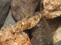 シリナガマダラカゲロウの幼虫