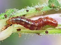 ソトシロオビナミシャクの幼虫
