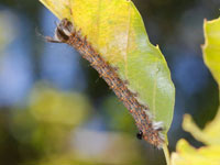 タカサゴツマキシャチホコの幼虫