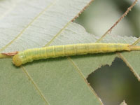 トビイロリンガの幼虫