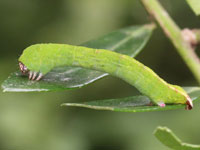 ツマキエダシャクの幼虫