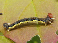 チャバネフユエダシャクの幼虫