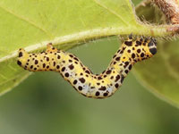 ウラベニエダシャクの幼虫