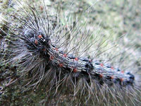 ツボシホソバの一種の幼虫