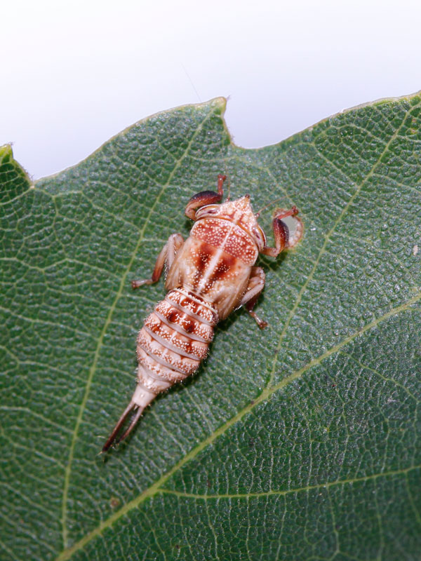 ブチミャクヨコバイの一種の幼虫