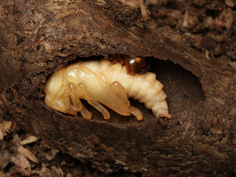 コクワガタのメスの蛹（側面）