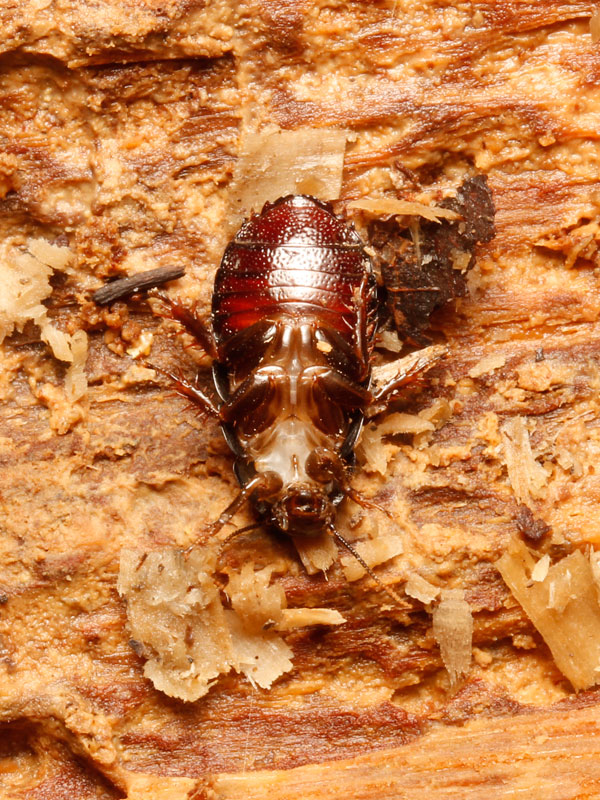 オオゴキブリの幼虫