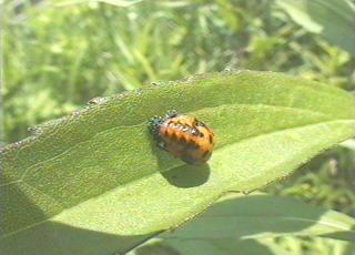 ナナホシテントウの蛹